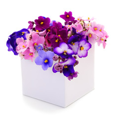 Violets beautiful flowers in gift box,christmas.