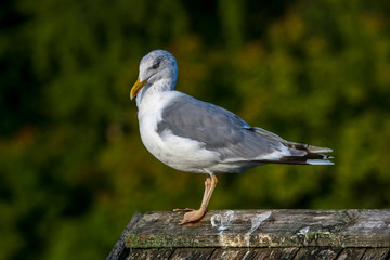 Seagull standing against natural green background.