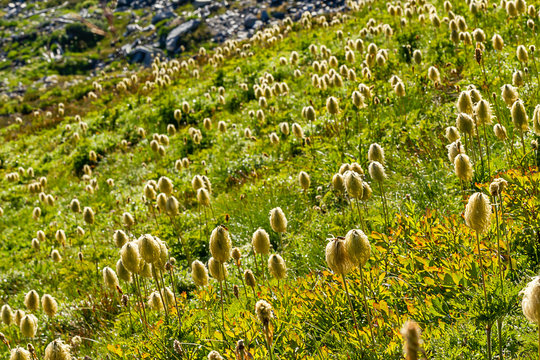 morning light over alpine meadow with pasque seedpods in washington