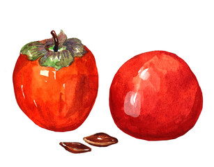 Watercolor Persimmon, hand drawn illustration isolated on white background, food ingredient, organic natural vegetarian fruit for design restaurant menu, healthy green market, pattern template