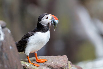 Atlantic Puffin with a beak full of Sand Eel on the rocks of the Farne Islands in England - UK