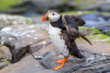 Atlantic Puffin standing on the rocks of the Farne Islands in England - UK