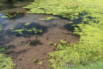 Tadpoles swim in merky water.