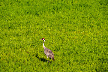 Fototapeta premium Sandhill Cranes In Flight