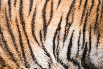 Tiger , A mammal with milk.