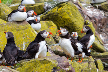 Atlantic Puffins meeting on the rocks of the Farne Islands in England - UK