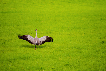 Sandhill Cranes In Flight