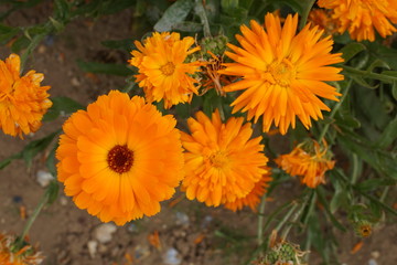 Calendula