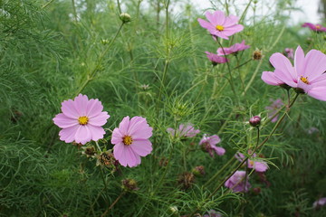 Cosmos