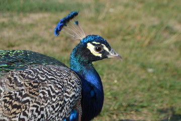 Obraz premium Pfau