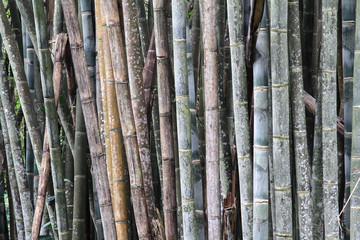 Details of bamboo trunks