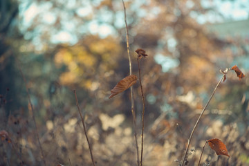 Dried native wildflowers in a field in autumn