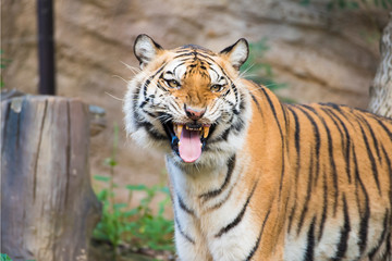 Obraz premium Tiger , A mammal with milk.
