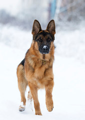 dog in winter