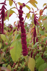 Amaranthus