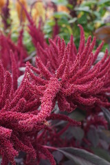 Amaranthus