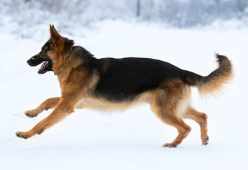 Fototapeta na wymiar Dog running in snow