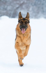 dog is running in the snow