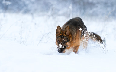 dog in the snow