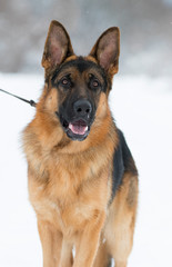 portrait of a shepherd dog in winter