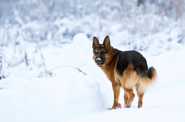 shepherd dog in winter in the snow