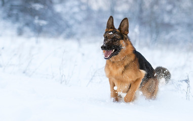 Dog running in snow