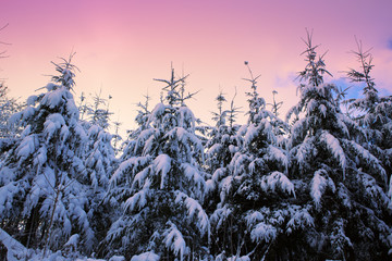 Pine trees with snow in winter . Winter background.