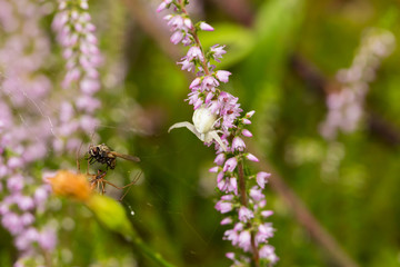 Biały pająk © © Jakacki