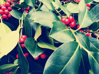 Closeup on Christmas bay tree red berries - Vintage retro Christmas concept
