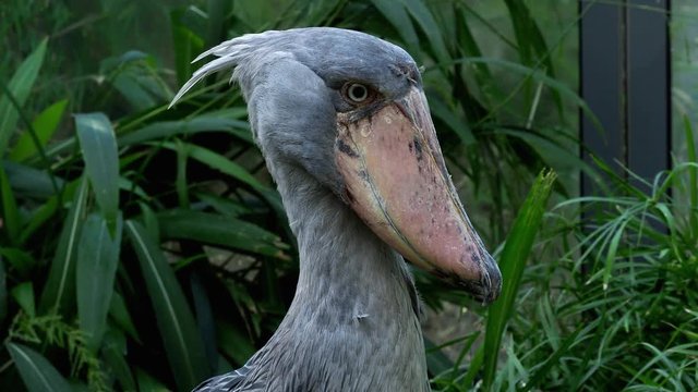 A shoebill (Balaeniceps rex) stork standing surrounded by plants.