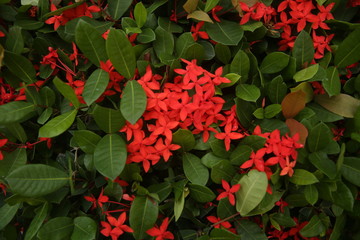  red flowers with leaves for background
