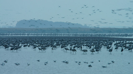 Cranes (grus grus) on the wetland. Hortobagy National Park. Hungary