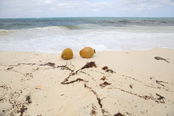 Fototapeta na wymiar tropical beach washed by the blue wave of the sea with coconuts on the sand 