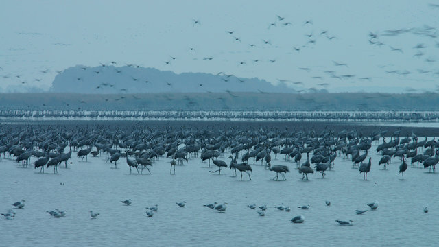 Cranes (grus grus) on the wetland. Hortobagy National Park. Hungary