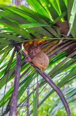 Tarsier on the tree. Bohol