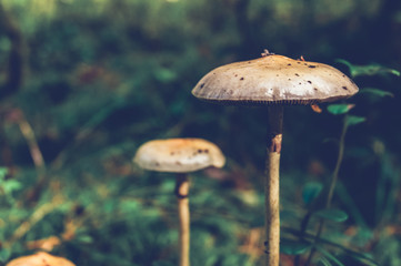 Mushrooms in the forest are similar to UFOs.