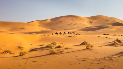 people on camels ride by desert in Morocco