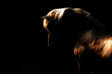 Obraz na płótnie Canvas Palomino stallion