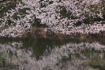 Obraz na płótnie Canvas 水面にも映る波のような桜