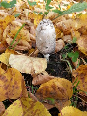 water, forest, trees 