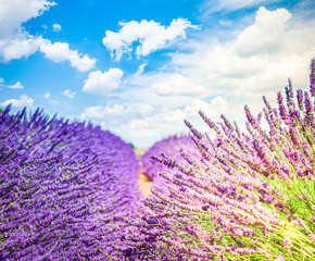 fresh Lavender field with summer blue sky close up with copy space on sky background, France, retro toned