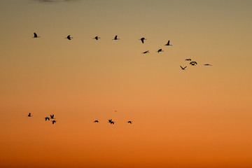 Flying cranes (grus grus) at sunrise. Hortabagy National Park. Hungary