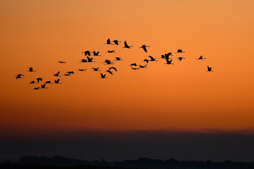 Flying cranes (grus grus) at sunrise. Hortabagy National Park. Hungary