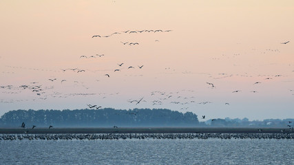 Flying cranes (grus grus). Hortabagy National Park. Hungary
