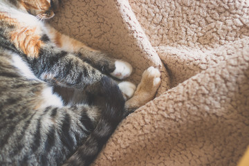 Cute sleeping cat on a warm plaid.