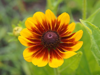 żółto brązowy kwiat rudbekii w ogrodzie