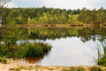 Lake and coniferous forest