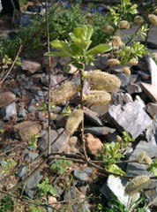 water, forest, trees 