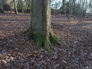 Trees Trunks and stumps 
