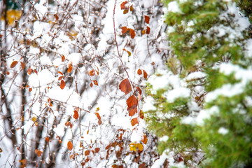 Beautiful branch with orange and yellow dry leaves in late fall or early winter under the snow. First snow, snow flakes fall, close-up